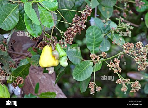 Cashew Nut Goa Hi Res Stock Photography And Images Alamy