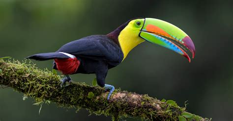 Una Vez M S Colombia Es El Primer Pa S Del Mundo En Avistamiento De