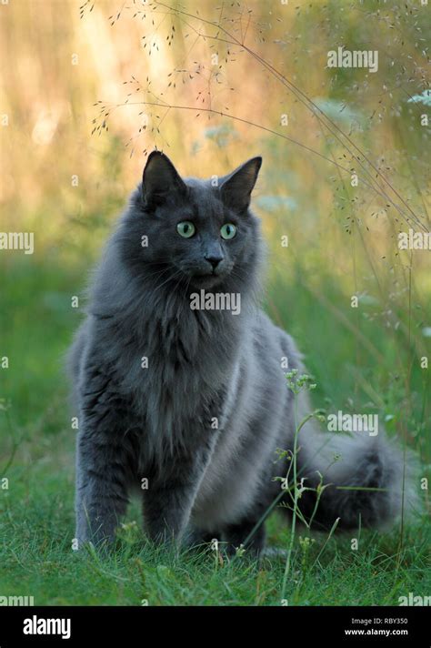 A Blue Norwegian Forest Cat Standing Outdoors In The Evening With