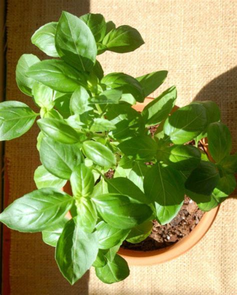 Basil Plant Care And Maintenance | Hunker | Basil plant, Caring for ...