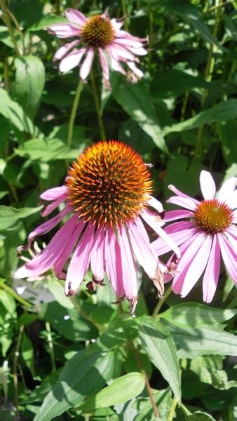 Planta De Equinacea Echinacea Purpurea Spicegarden