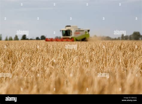 Harvesting Barley In The Lincolnshire Fens Stock Photo Alamy