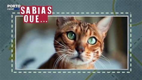 Veterinarios Todo o Terreno Sabias que Os Gatos caem sempre de pé