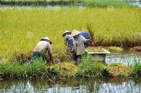 Harvesting Rice stock photo. Image of crop, hand, agriculture - 21625764