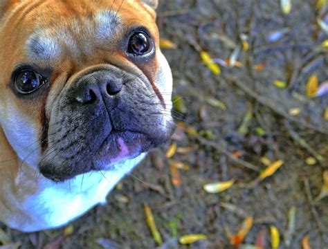 French Bulldog Training Tips & Tricks | Canna-Pet®