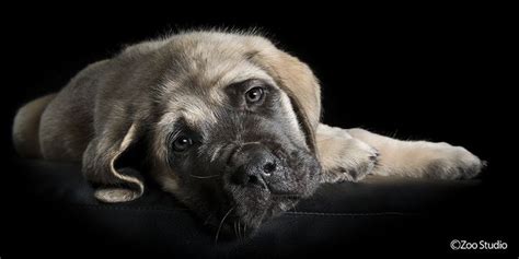 Blue La Belle English Mastiff Puppy Zoo Studio Pet Photography