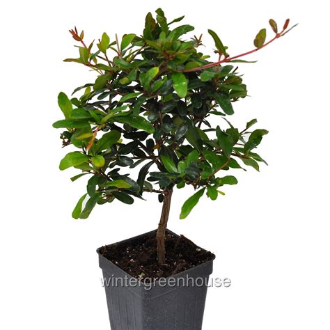 Punica Granatum Nana Dwarf Pomegranate Tree Pot Size X