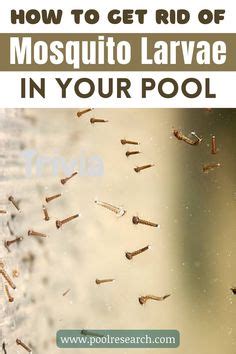 300 Pool Maintenance Ideas In 2024 Pool Maintenance Pool Pool Cleaning