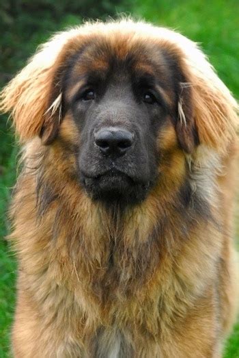 Giant Leonberger Dog