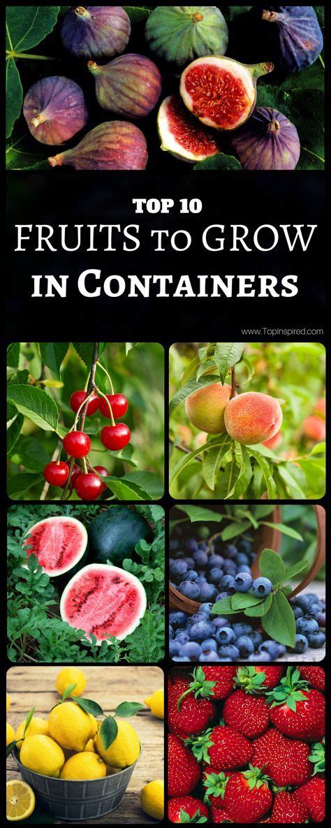 Top 10 Fruits You Can Grow In Containers Organic Gardening Tips Organic Gardening Food Garden