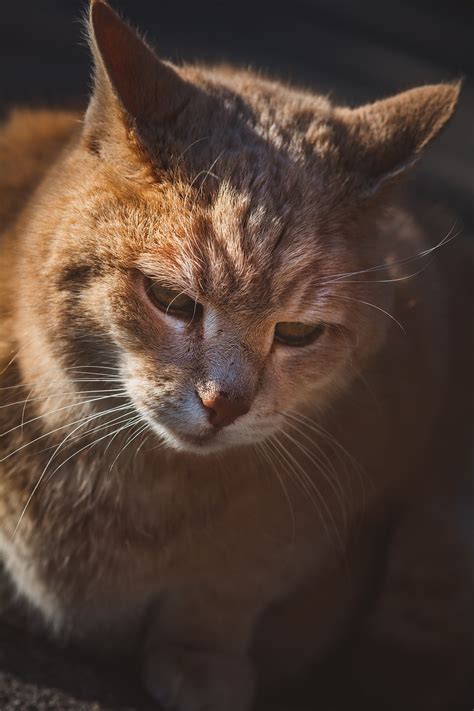 猫 宠物 猫科动物 Pixabay上的免费照片 Pixabay