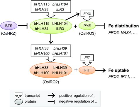 Iron Homeostasis In Plants A Brief Overview Metallomics Rsc