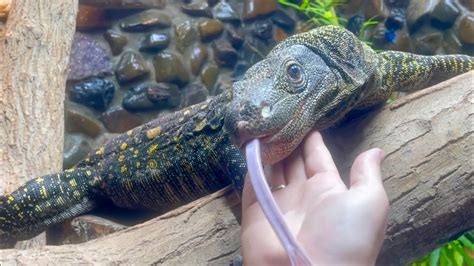 Tamingbonding With My Croc Monitors And Some Available Animals Youtube