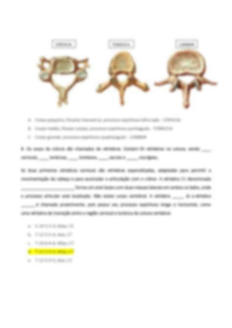 SOLUTION Quest Es Anatomia Vertebral E Tor Cica Gabarito Studypool