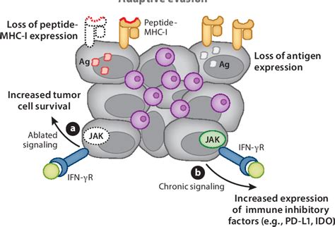 Figure 3 From Mechanisms Of Tumor Cellintrinsic Immune Evasion