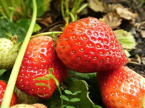 Fresón Fresa De Huerto Fragaria Ananassa El Nou Garden