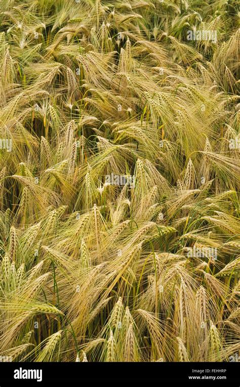 Wheat Triticum Durum Stock Photo Alamy