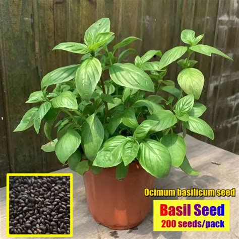 เก็บปลายทาง ‼️พร้อมส่ง 200 เมล็ด ซอง Organic Basil Seeds Culinary Herb Seeds Bonsai Seed เมล็ด