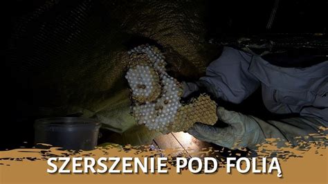 Szerszenie Pod Foli Usuwanie Gniazda Likwidacja Gniazda Gniazdo