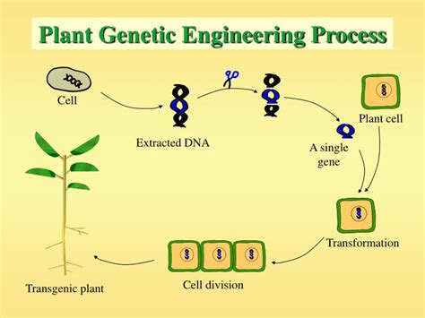 Genetic Engineering Diagram Gcse Gcse Aqa Genetic Variation