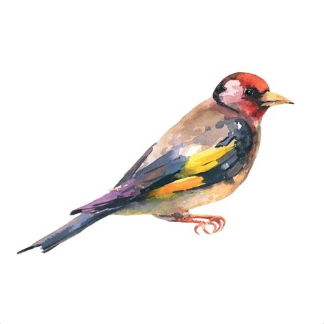 Goldfinch Bird Watercolor Illustration Hand Drawn Close Up Beautiful