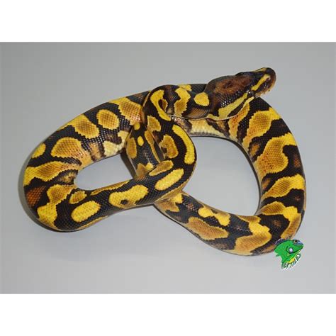 Orange Dream Yellow Belly Ball Python - hatchling - Strictly Reptiles Inc.