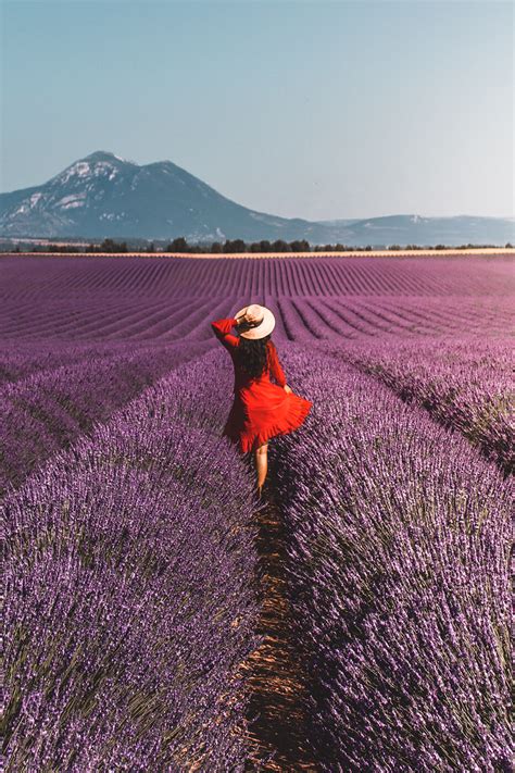 The Ultimate Guide To The Lavender Fields In Provence France