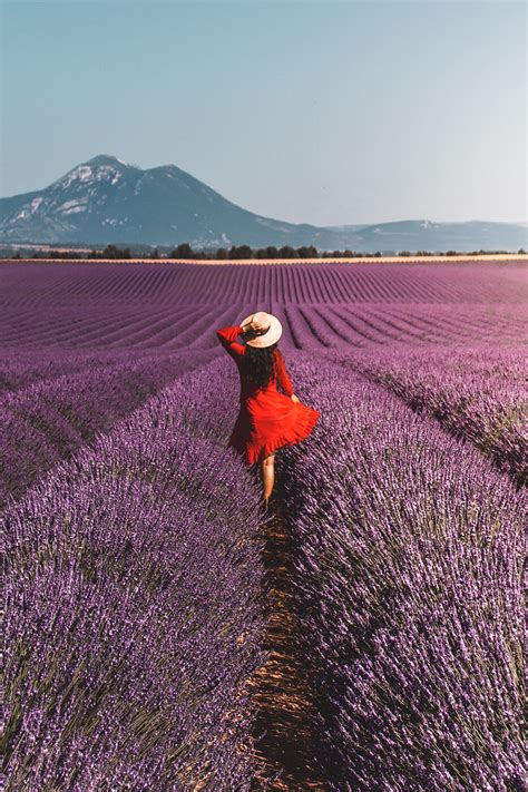 The Ultimate Guide to the Lavender Fields in Provence, France