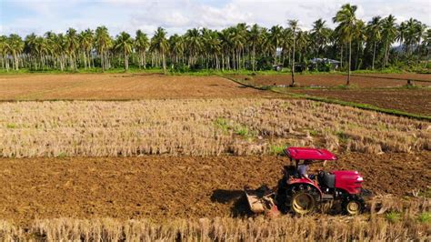 A Farmer Works In A Rice Field Tractor Prepares The Soil For Planting