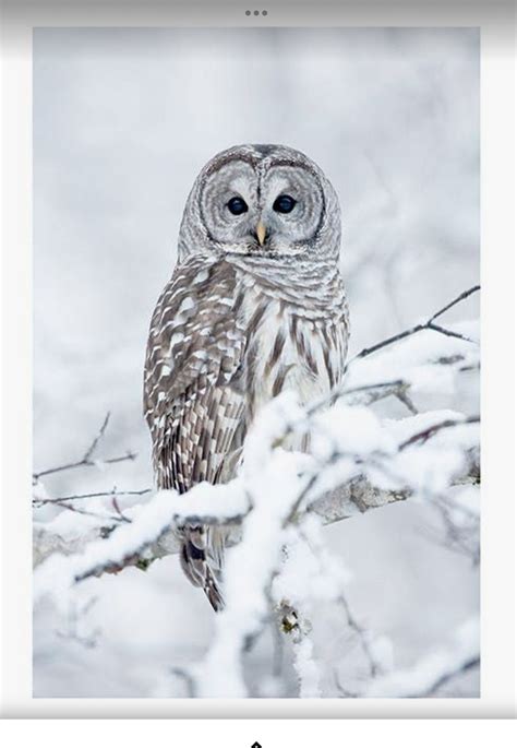 Best 11 Global Gallery Great Gray Owl Winter Portrait By Mircea