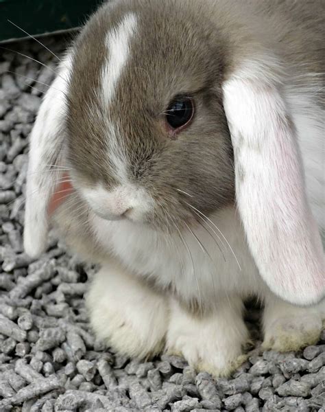 Hd Wallpaper Photo Of White And Gray Rabbit Bunny Snow Animal