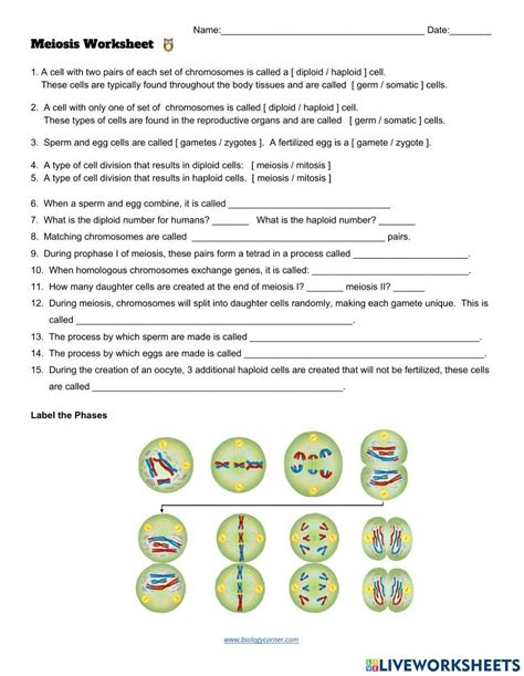 2292692 Meiosis And Genetic Variation Klhallett