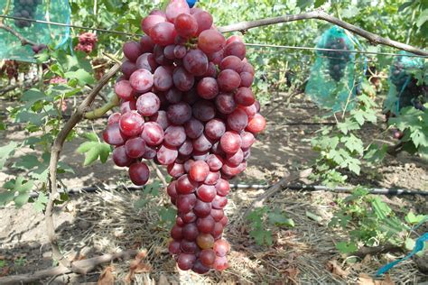 Подарок Несветая — Виноградник Дашевских