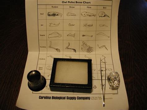 Owl Pellet Dissection Kit Make