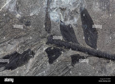 Fossil Plant Hi Res Stock Photography And Images Alamy