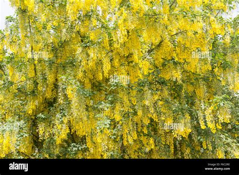 Laburnum Tree In Full Flower In Late Spring The Laburnum Laburnum