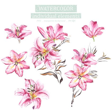 Watercolor Illustration Set Of Lily Flower Floral Clipart P Inspire Uplift In 2022