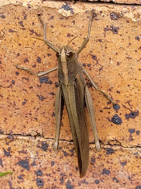 Gray Bird Grasshopper from Lalinde Medellín El Poblado Medellín