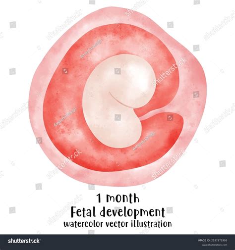 Fetal Development Process Stages Pregnancy Human Stock Vector Royalty