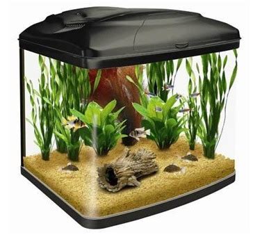 Imported Molded Aquarium In Rash Behari Avenue Kolkata Nemo S World