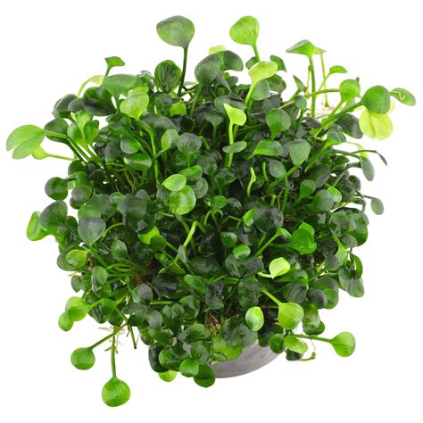 Marsilea hirsuta | Aquasabi - Aquascaping Shop