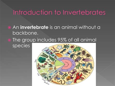 Ppt Introduction To Invertebrates Powerpoint Presentation Free Download Id 2032422