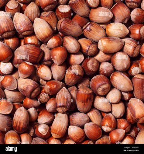 Background Natural Wild Hazelnuts Of Different Sizes Stock Photo Alamy