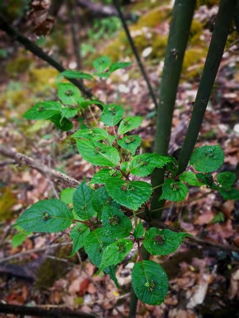 山野寻奇——青荚叶 中国自然保护区生物标本资源共享平台