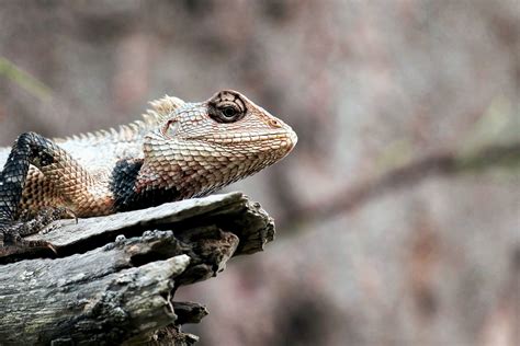 Image libre Lézard reptile animal griffes bois yeux