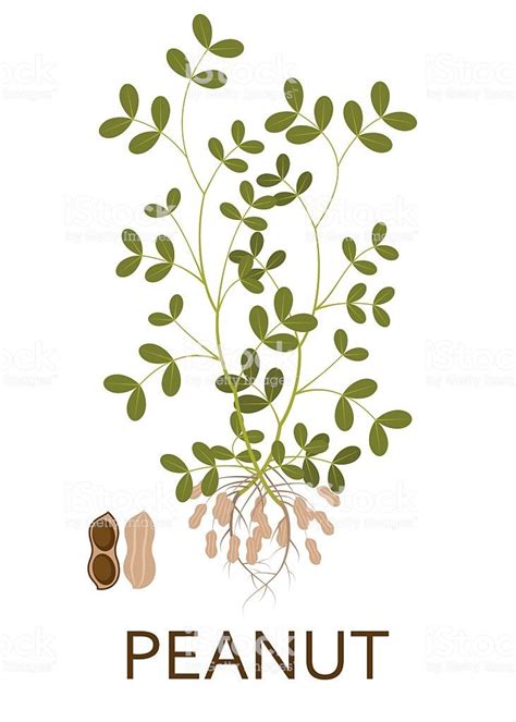 Peanut Plant Drawing