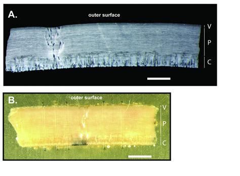 Thin Section Photomicrograph O Image Eurekalert Science News Releases