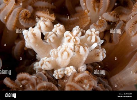 Rudman S Phyllodesmium Nudibranch Phyllodesmium Rudmani In Coral