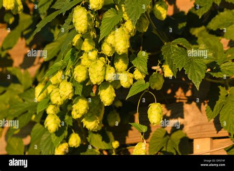 Common Hop Humulus Lupulus Stock Photo Alamy