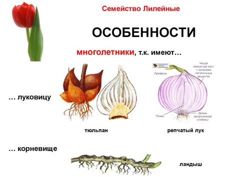 Семейство лилейные - online presentation